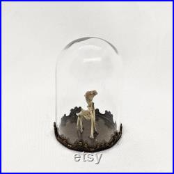 Claud Mini Horse Skeleton, Miniature Art Work, Curio Cabinet, Creature Bones, Real Mythical Creature Skeleton,