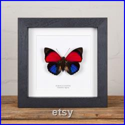 Claudina Agrias Butterfly Frame, Taxidermie papillon, Papillon en cadre (Agrias claudina) Cadeau papillon