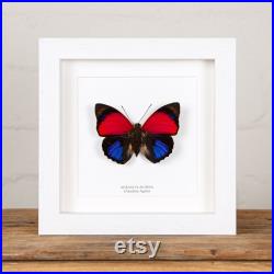 Claudina Agrias Butterfly Frame, Taxidermie papillon, Papillon en cadre (Agrias claudina) Cadeau papillon
