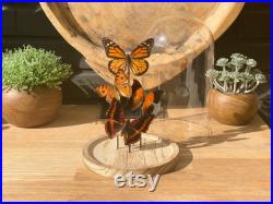 Cloche Composition orange , Taxidermie,art,cadeau d'anniversaire,cadeau pour un ami, entomologie