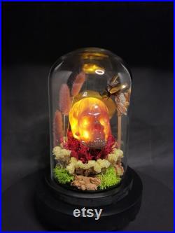 Cloche en verre crane résine lumineux et véritable lucane dôme de verre composition fleurs sechées