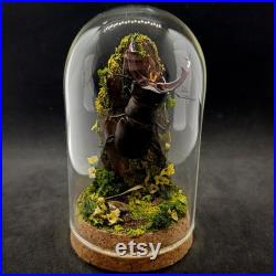 Cloche entomologique d'un scarabée, lucanus cervus mâle, diorama naturel, milieu forestier, collection insectes, cabinet de curiosités, deco
