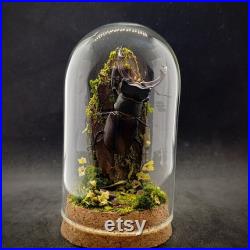 Cloche entomologique d'un scarabée, lucanus cervus mâle, diorama naturel, milieu forestier, collection insectes, cabinet de curiosités, deco