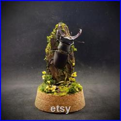 Cloche entomologique d'un scarabée, lucanus cervus mâle, diorama naturel, milieu forestier, collection insectes, cabinet de curiosités, deco