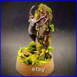 Cloche entomologique d'un scarabée, lucanus cervus mâle, diorama naturel, milieu forestier, collection insectes, cabinet de curiosités, deco