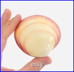 Codakia, coquillage bivalve, cabinet de curiosité, coquillage collection, coquillage rose, taxidermie, nacre, décoration naturelle