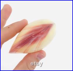 Codakia, coquillage bivalve, cabinet de curiosité, coquillage collection, coquillage rose, taxidermie, nacre, décoration naturelle