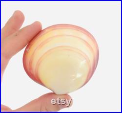 Codakia, coquillage bivalve, cabinet de curiosité, coquillage collection, coquillage rose, taxidermie, nacre, décoration naturelle