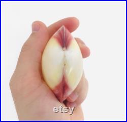 Codakia, coquillage bivalve, cabinet de curiosité, coquillage collection, coquillage rose, taxidermie, nacre, décoration naturelle