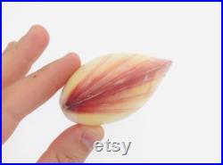 Codakia, coquillage bivalve, cabinet de curiosité, coquillage collection, coquillage rose, taxidermie, nacre, décoration naturelle