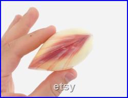 Codakia, coquillage bivalve, cabinet de curiosité, coquillage collection, coquillage rose, taxidermie, nacre, décoration naturelle