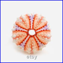 Coelopleurus maillardi Oursin orange violet Petit test oursin Petit coquillage Squelette oursin Cabinet de curiosité, taxidermie