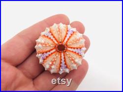 Coelopleurus maillardi Oursin orange violet Petit test oursin Petit coquillage Squelette oursin Cabinet de curiosité, taxidermie