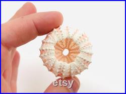 Coelopleurus maillardi Oursin orange violet Petit test oursin Petit coquillage Squelette oursin Cabinet de curiosité, taxidermie