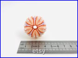 Coelopleurus maillardi Oursin orange violet Petit test oursin Petit coquillage Squelette oursin Cabinet de curiosité, taxidermie