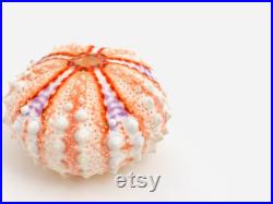 Coelopleurus maillardi Oursin orange violet Petit test oursin Petit coquillage Squelette oursin Cabinet de curiosité, taxidermie