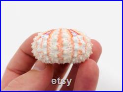 Coelopleurus maillardi Oursin orange violet Petit test oursin Petit coquillage Squelette oursin Cabinet de curiosité, taxidermie