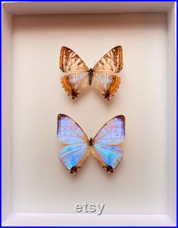 Coffret Entomologie noir fond blanc vitré avec Véritable Couple de Papillons Morpho Sulkowskyi du Pérou -Cabinet Curiosités Butterfly