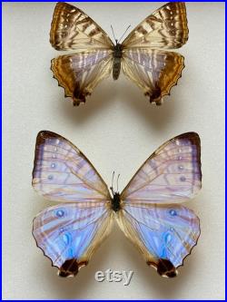 Coffret Entomologie noir fond blanc vitré avec Véritable Couple de Papillons Morpho Sulkowskyi du Pérou -Cabinet Curiosités Butterfly