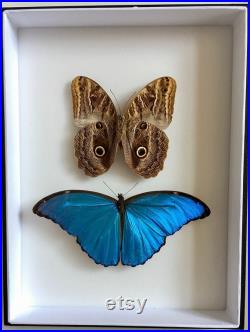 Coffret Entomologie noir fond blanc vitré avec Véritable Papillons Caligo Placidianus et Morpho Didius Cabinet Curiosités Butterfly