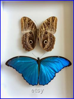 Coffret Entomologie noir fond blanc vitré avec Véritable Papillons Caligo Placidianus et Morpho Didius Cabinet Curiosités Butterfly