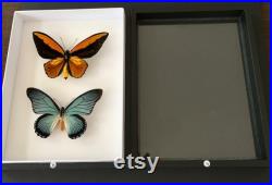 Coffret Entomologie noir fond blanc vitré avec Véritables Papillons Ornithoptera Croesus Lydius et Papilio Zalmoxis -Cabinet Curiosités