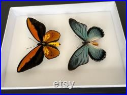 Coffret Entomologie noir fond blanc vitré avec Véritables Papillons Ornithoptera Croesus Lydius et Papilio Zalmoxis -Cabinet Curiosités