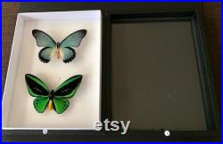 Coffret Entomologie noir fond blanc vitré avec Véritables Papillons Ornithoptera Priamus et Papilio Zalmoxis -Cabinet Curiosités