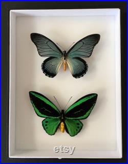 Coffret Entomologie noir fond blanc vitré avec Véritables Papillons Ornithoptera Priamus et Papilio Zalmoxis -Cabinet Curiosités