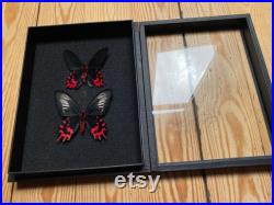 Coffret Entomologie noir fond noir vitré avec Couple papillons Atrophaneura Semperi de Madagascar- Cabinet Curiosités Butterfly