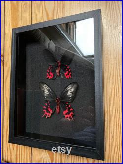 Coffret Entomologie noir fond noir vitré avec Couple papillons Atrophaneura Semperi de Madagascar- Cabinet Curiosités Butterfly