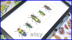 Coléoptères de bijou encadrés dans les insectes réels de boîte d ombre BEJB5