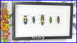 Coléoptères de bijou encadrés dans les insectes réels de boîte d ombre BEJB5