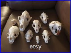 Collection Real Skulls de 9 espèces