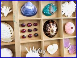 Collection coquillage, casier imprimeur, cabinet de curiosité, taxidermie