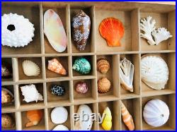 Collection coquillage, casier imprimeur, cabinet de curiosité, taxidermie
