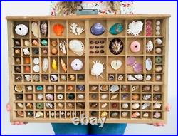 Collection coquillage, casier imprimeur, cabinet de curiosité, taxidermie