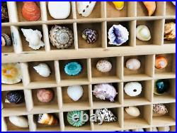 Collection coquillage, casier imprimeur, cabinet de curiosité, taxidermie