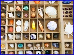 Collection coquillage, casier imprimeur, cabinet de curiosité, taxidermie