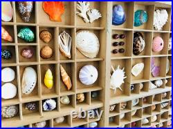 Collection coquillage, casier imprimeur, cabinet de curiosité, taxidermie