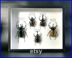 Collection de coléoptères dynastes naturalisés sous cadre (Entomologie, taxidermie, insecte)