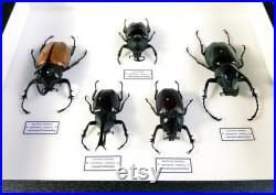 Collection de coléoptères dynastes naturalisés sous cadre (Entomologie, taxidermie, insecte)