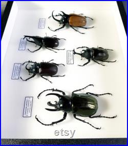 Collection de coléoptères dynastes naturalisés sous cadre (Entomologie, taxidermie, insecte)