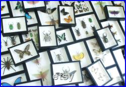 Collection de coléoptères dynastes naturalisés sous cadre (Entomologie, taxidermie, insecte)