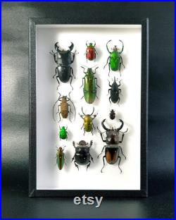 Collection de coléoptères naturalisés sous cadre (Entomologie, taxidermie, insecte, coléoptères)