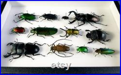 Collection de coléoptères naturalisés sous cadre (Entomologie, taxidermie, insecte, coléoptères)