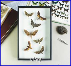 Collection de papillons sphinx naturalisés sous verre (Insecte, entomologie, taxidermie)