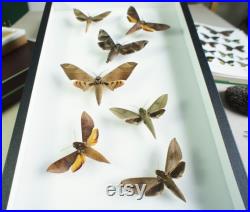 Collection de papillons sphinx naturalisés sous verre (Insecte, entomologie, taxidermie)