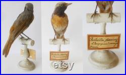 Common Redstart taxidermy, circa 1890, France