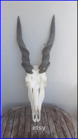 Common eland skull crâne d'Eland du Cap